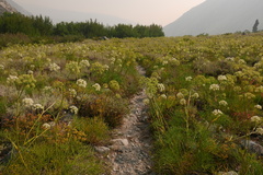 Angelica lineariloba