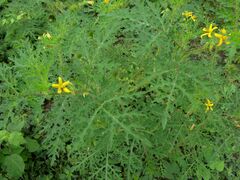 Solanum lumholtzianum