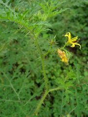 Solanum lumholtzianum