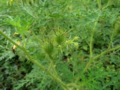 Solanum lumholtzianum