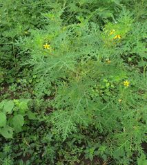 Solanum lumholtzianum