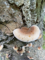 Ischnoderma resinosum