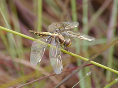 Palpopleura