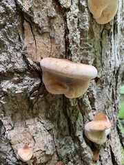 Ischnoderma resinosum