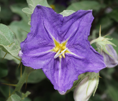 Solanum houstonii