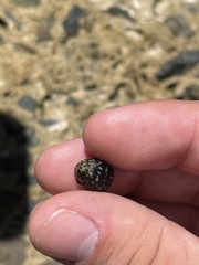 Nerita tessellata