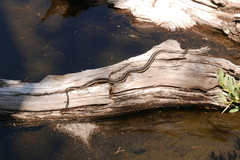 Thamnophis elegans elegans