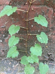 Parthenocissus tricuspidata