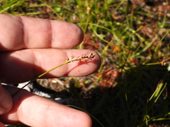 Carex echinata phyllomanica