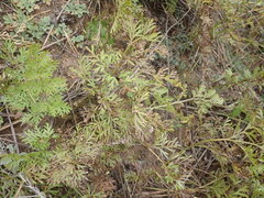 Pulsatilla turczaninovii