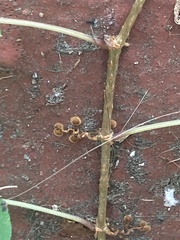 Parthenocissus tricuspidata