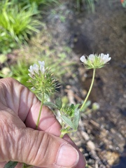 Trifolium obtusiflorum