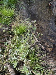 Trifolium obtusiflorum