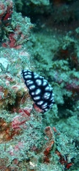 Phyllidiella