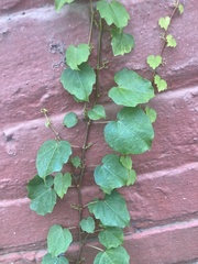 Parthenocissus tricuspidata