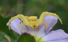 Zygometis xanthogaster