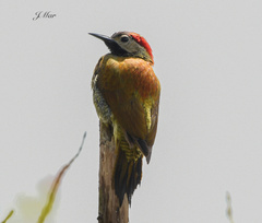 Colaptes rubiginosus