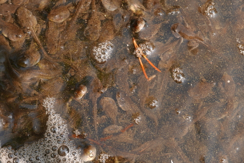 iNaturalist observation photo of Pacific chorus frog