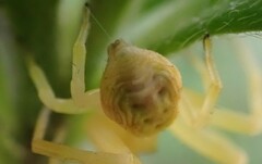 Zygometis xanthogaster