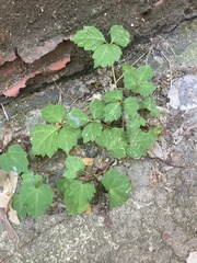 Parthenocissus tricuspidata