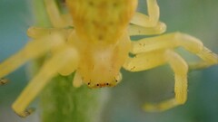 Zygometis xanthogaster