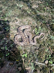 Thamnophis marcianus