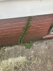 Parthenocissus tricuspidata