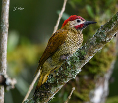 Colaptes rubiginosus
