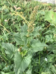 Blitum bonus-henricus