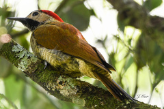 Colaptes rubiginosus