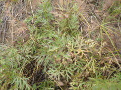 Pulsatilla turczaninovii