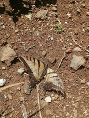 Papilio multicaudata multicaudata