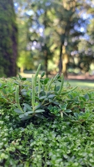 Peperomia tetraphylla