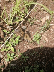 Papilio multicaudata multicaudata