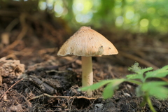 Pseudosperma sororium