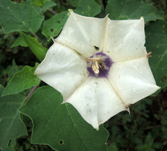 Datura discolor