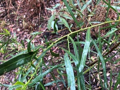 Acacia salicina