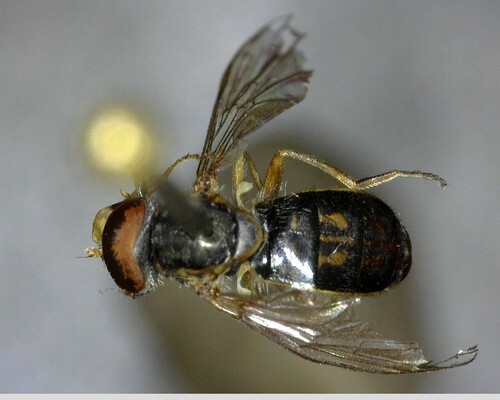iNaturalist observation photo of Margined Calligrapher