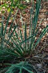 Yucca necopina