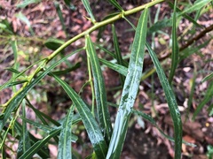 Acacia salicina