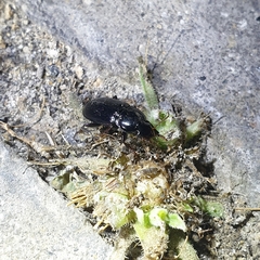 Carabidae