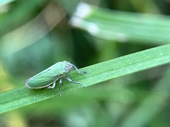 Cicadellidae