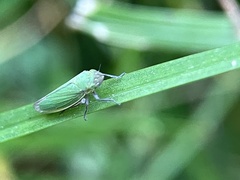 Cicadellidae