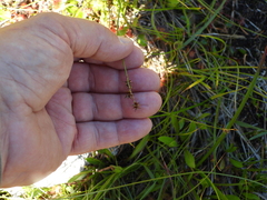 Carex echinata phyllomanica