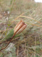 Lilium pumilum