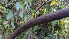 Aristotelia chilensis