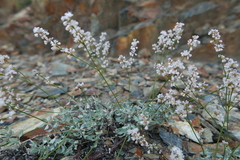 Eriogonum wrightii subscaposum