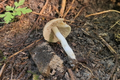 Pseudosperma sororium