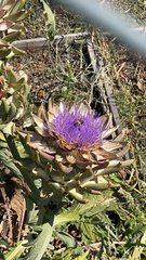Cynara cardunculus