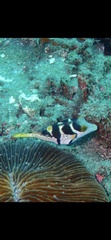 Canthigaster valentini